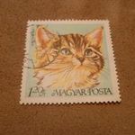 1968 Házimacska pecsételt (71 fotó
