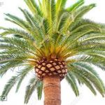Főnixpálma(Phoenix canariensis) magok!10db mag fotó