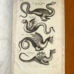 1665 Természethistória : A KÍGYÓK ÉS A SÁRKÁNYOK - gyönyörű metszetekkel illusztrált kiadás fotó