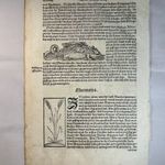 1550 Képzeletbeli sárkány fametszeten Afrika leírásával , Münster Cosmografia című enciklopédiából fotó
