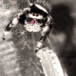Phidippus Regius Bahamas fotó