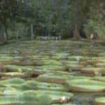 MAURITIUS - AZ ŐSI ÁLOM - MERHAVIA - KÉZIKÖNYV KFT. fotó