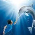 Delfines kaland (2011)-eredeti dvd-bontatlan! fotó