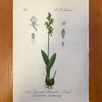 1880 Orchidea KŐNYOMATÚ metszete ( Liparis loeselii - Lápi hagymaburok ) védett növény fotó