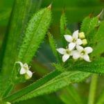 Ragadós GALAJ - Galium aparine - magok (125+) - GYÓGYNÖVÉNY!!! - E 319 fotó