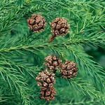 JAPÁNCIPRUS - Cryptomeria japonica (10+) magok - ÉRDEKESSÉG! - W 234 fotó