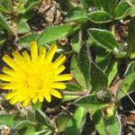EZÜSTÖS HÖLGYMÁL - Hieracium pilosella (20+) magok - SZÁRAZSÁGTŰRŐ ÉRDEKESSÉG!! - E 362 fotó