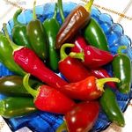 Jalapeno chili PALÁNTA 10 db!! (habanero, skorpió, paradicsom) AKCIÓS CSOMAG HÁZHOZ JÚNIUS 13-án!! fotó