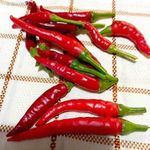 Cayenne piros chili PALÁNTA!! 30 féle CHILI HÁZHOZ MÁJUS 16-án! TAVALYI ÁRON !!! fotó