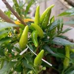 Thai red palánta!!! 30 féle CHILI paprika, mocsári hibiszkusz, paradicsom HÁZHOZ MÁJUS 16-án!!! fotó