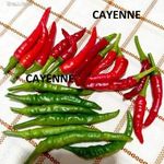 Cayenne piros chili PALÁNTA!! 30 féle CHILI HÁZHOZ MÁJUS 16-án!!! fotó