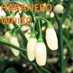 Yucatan Habanero White PALÁNTA (nőszirom, fólia, paprika, jácint) HÁZHOZ MÁJUS 16-án!!! fotó