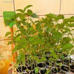 Jalapeno ÓRIÁS PALÁNTA (paprika, fólia, paradicsom) HÁZHOZ MÁJUS 16-án !!! fotó