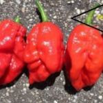 Big Red MAMA PALÁNTA (chili, fólia, paprika, tulipán, paradicsom) HÁZHOZ MÁJUS 16-án!!! fotó
