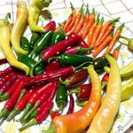 Sárga cayenne PALÁNTA !!! (30 féle chili paprika, paradicsom HÁZHOZ MÁJUS 16-án !!!) fotó