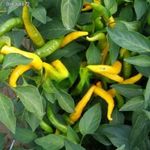 Chili TÜZES csomag 3db PALÁNTA!! (habanero, skorpió, paradicsom, fólia) HÁZHOZ MÁJUS 16-án!!! fotó