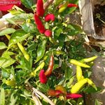 Thai red palánta!!! 30 féle CHILI paprika, mocsári hibiszkusz, paradicsom TAVALYI ÁRON !!! fotó