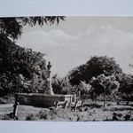 Rakamaz, Park, 1963. fotó