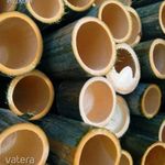 Moso Bambusz "Phyllostachys pubescens"Óriás Télálló bambusz magok!25db fotó