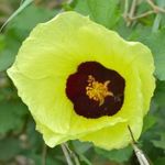 Aranysárga ROSTMÁLYVA / Kenaf - Hibiscus cannabinus - magok (10+) - EGYNYÁRI! - Virágmagok - Ed 092 fotó