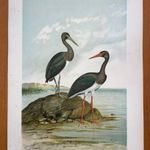1905 Fekete Gólya nagy méretű olajnyomaton - rendkívül dekoratív nyomat 30x40 cm fotó