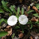 SHADAMATI - Aniseia martinicensis magok (10+) - TETSZETŐS RITKASÁG! - Virágmagok - E 331 fotó