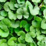 Indiai köldökfű / GOTU KOLA - Centella asiatica - magok (10+) - ÍZLETES KÜLÖNLEGESSÉG!!! - E 332 fotó