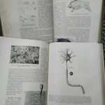 Az emberi test 1958 , I + Ii. kötet, hibátlan fotó