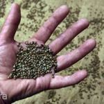 Hajdnia (Fagopyrum esculentum)magok!150db mag fotó