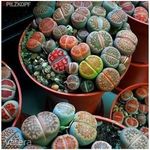Lithops mix magok/Kavicskaktusz/!30db fotó