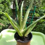 ALOE VERA 25-30 CM-ES fotó