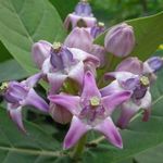 Orgonaszínű KORONAVIRÁG - Calotropis gigantea - magok (5+) - LÁTVÁNYOS RITKASÁG! - Z 226 fotó