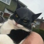 BATCAT - Batman Cica Macska Sisak Maszk fotó