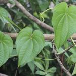 LÉGIKRUMPLI / BURGONYA JAMSZ - Dioscorea bulbifera magok (5+) - EHETŐ KÚSZÓNÖVÉNY!!!! - R 171 fotó