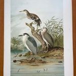 1905 Bakcsó nagy méretű olajnyomaton - rendkívül dekoratív nyomat 30x40 cm fotó