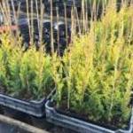 Leylandii ciprus eladó budapest környékén! fotó