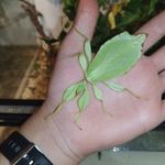 Phyllium philippinicum peték fotó