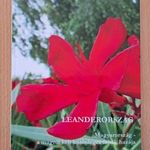 Leander könyv Leanderország fotó