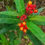 SELYEMBOKOR - KÍNAI LEÁNDER - Asclepias curassavica - magok (5+) - KÜLÖNLEGES VIRÁGMAGOK! - Z 090 fotó