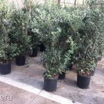 Délimirtusz új-zélandi karácsonyfa.................Metrosideros excelsa...../20mag/ NÖV.-380 fotó