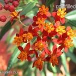 Selyembokor/kínai leander....Asclepias curassavica.......5 SZÍNBEN......./5mag/ NÖV.-169 fotó
