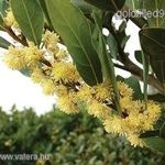 Nemes babér...............Laurus nobilis.................... /3mag/ NÖV.-350 fotó