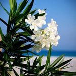 Fehér leánder (Nerium oleander ' White') magok!20db mag, Örökzöld fotó