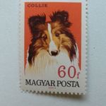COLLIE terelőkutya. 60 f. fotó