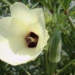 Clemson Spineless ehető HIBISZKUSZ / okra / bámia magok (10+) - AKCIÓ!!! - He 024 fotó