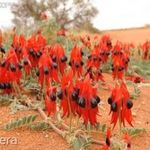 Sivatagi borsó (Swainsona formosa) magok!Desert Pea !Ritkaság magok 6db! fotó