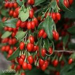 Goji bogyó , télálló, vitaminbomba!25db termés mely több tucat magot tartalmaz! fotó