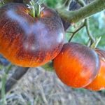 Chupa Chups PARADICSOM magok (5+) - SZABAD BEPORZÁSÚ FAJTA! - P 618 fotó
