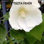 Mocsári hibiszkusz -MIX (AKCIÓS áron!! chili, paradicsom, fólia, paprika) HÁZHOZ JÚNIUS 13-án!!! fotó