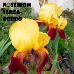 Nőszirom 2 db!!!(Tavalyi áron!! (chili, paradicsom, fólia, írisz, tulipán) 22 FAJTA!!! fotó